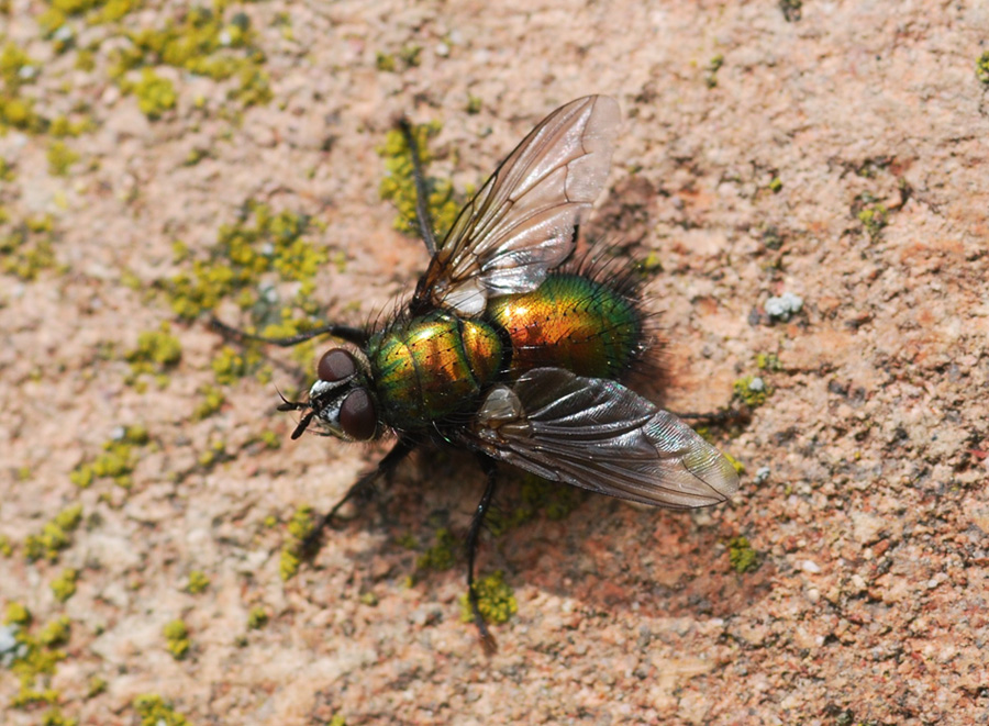 Gymnocheta viridis (Tachinidae)